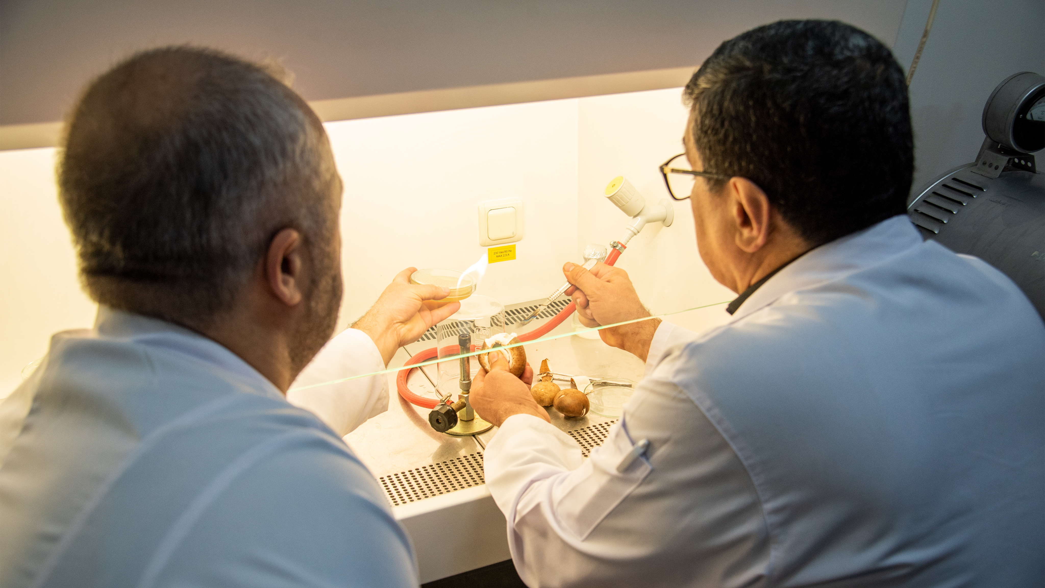 Türkiye’nin zengin mantar çeşitliliği, Selçuk Üniversitesi Fungaryumu’nda