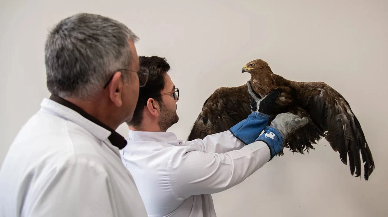 The injured golden eagle is being treated at Selcuk University