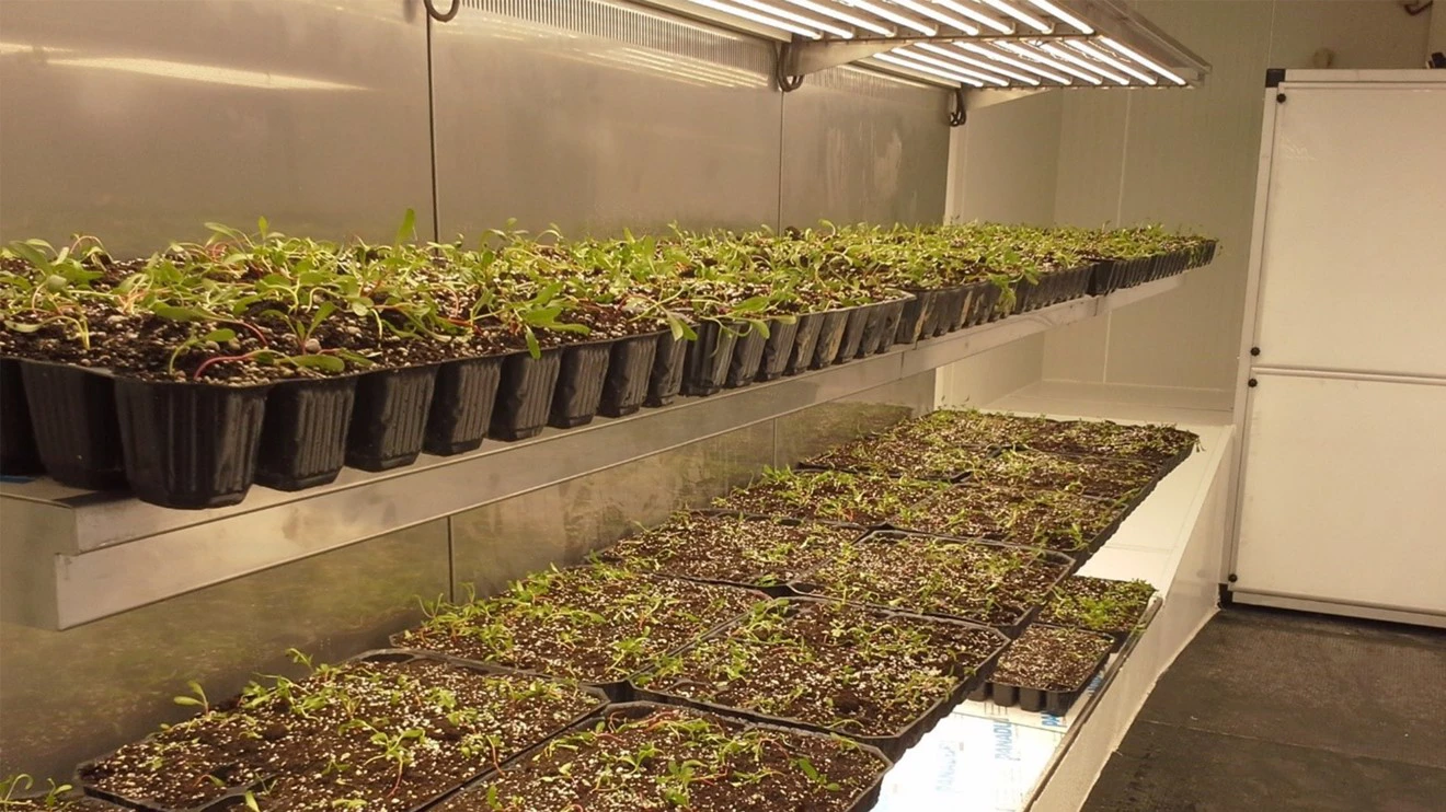 Selcuk University develops local hybrid seed