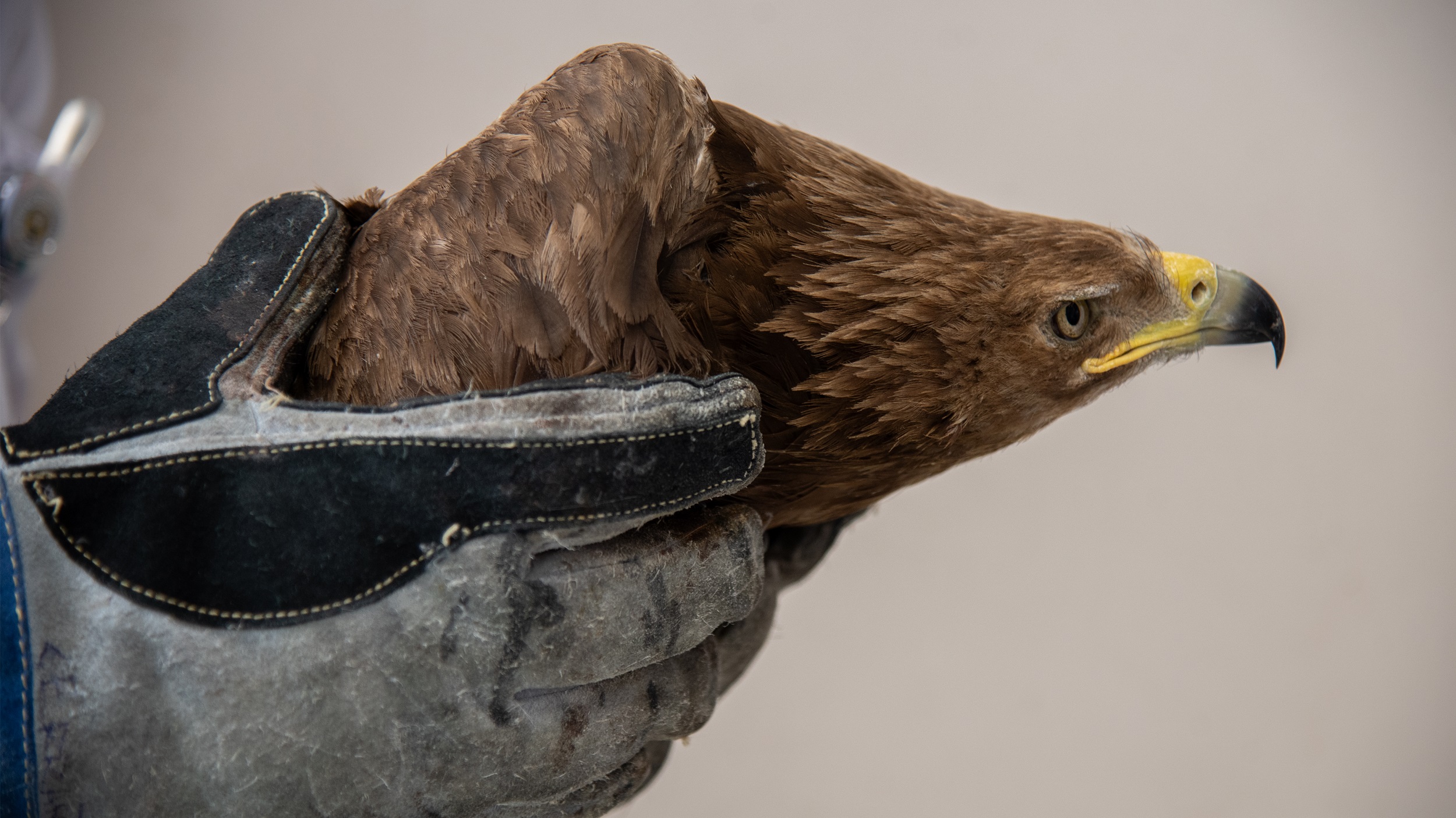 Yaralı kaya kartalı, Selçuk Üniversitesinde tedavi ediliyor