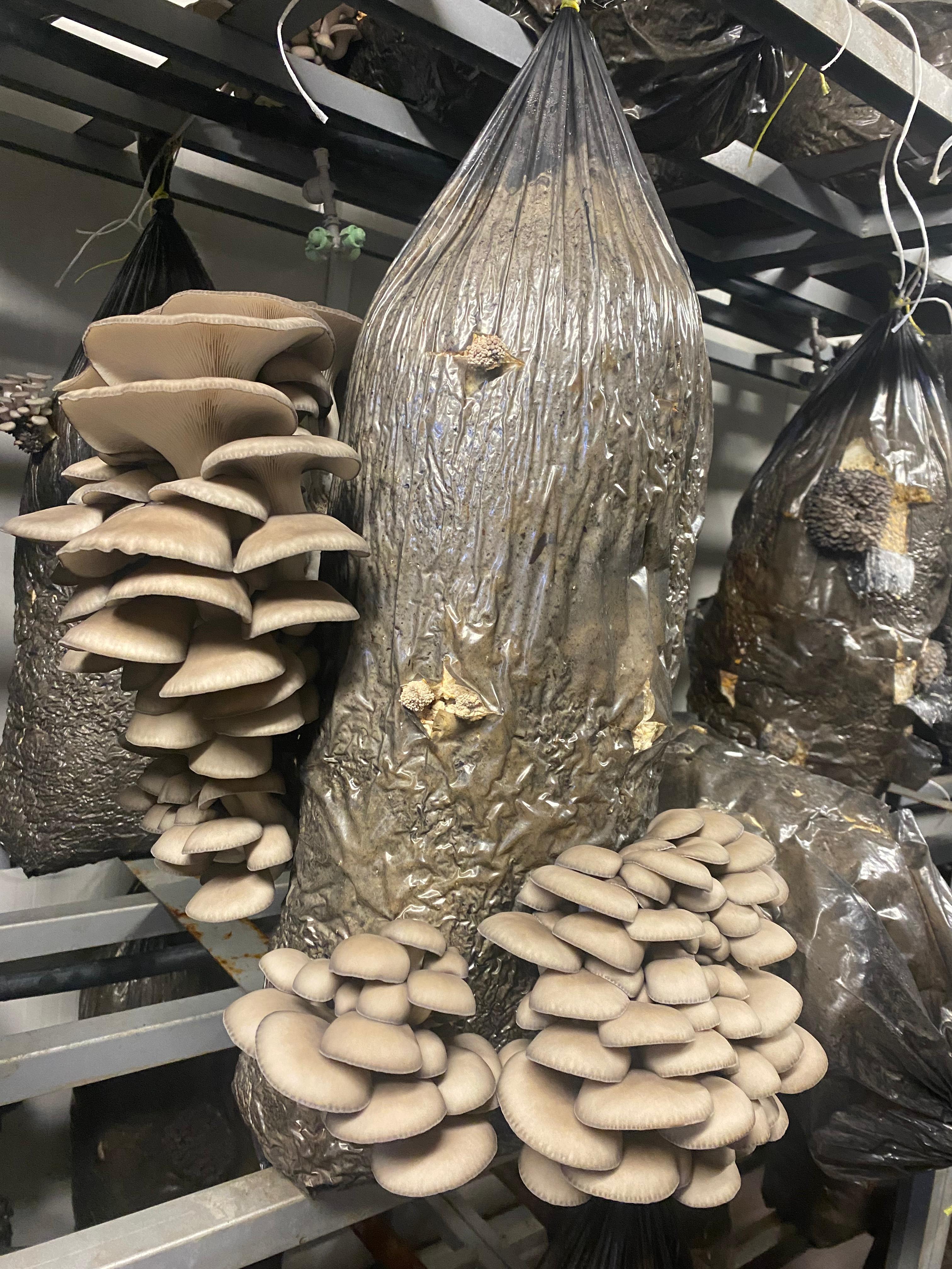 Türkiye’nin zengin mantar çeşitliliği, Selçuk Üniversitesi Fungaryumu’nda