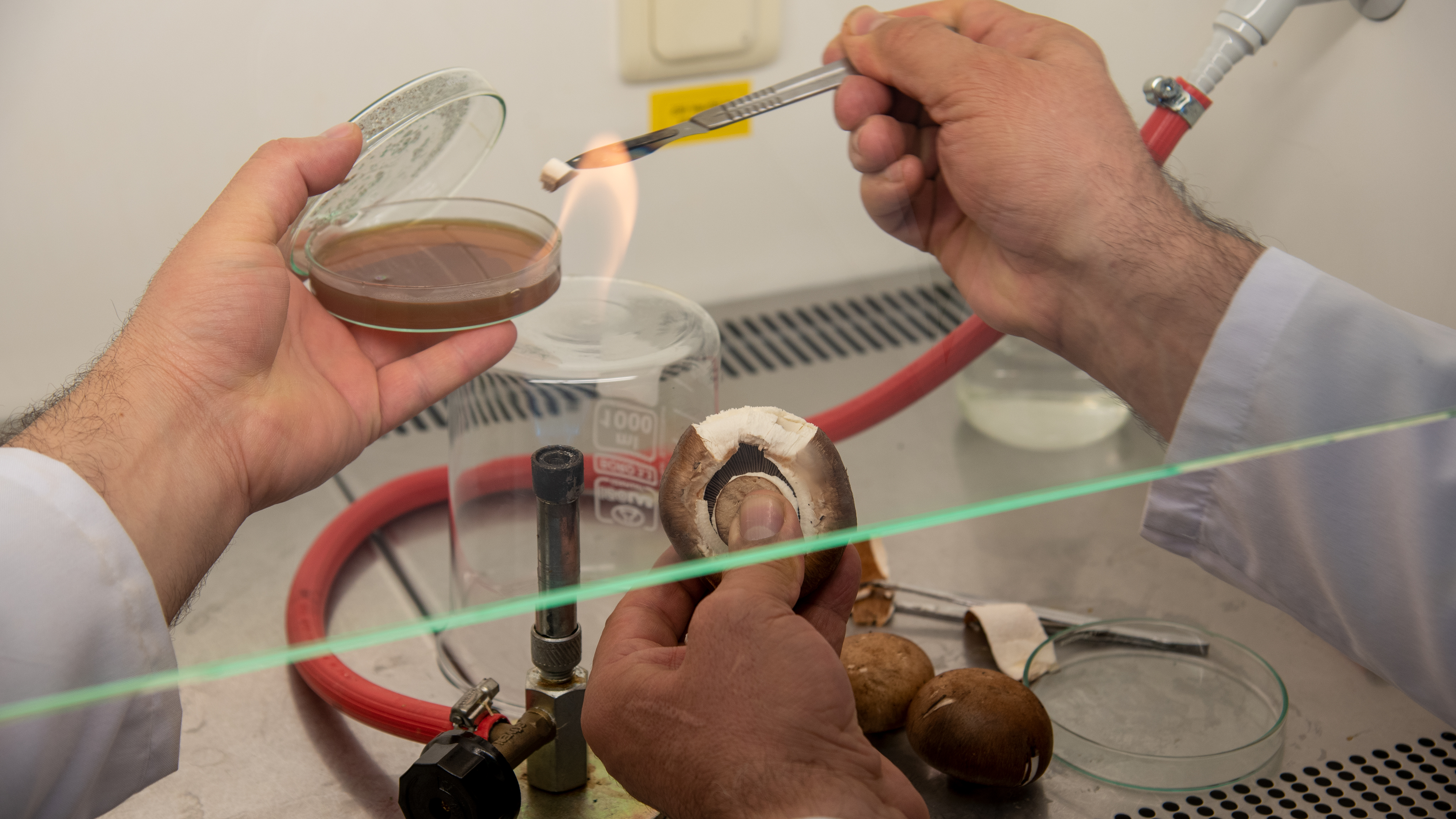 Türkiye’nin zengin mantar çeşitliliği, Selçuk Üniversitesi Fungaryumu’nda