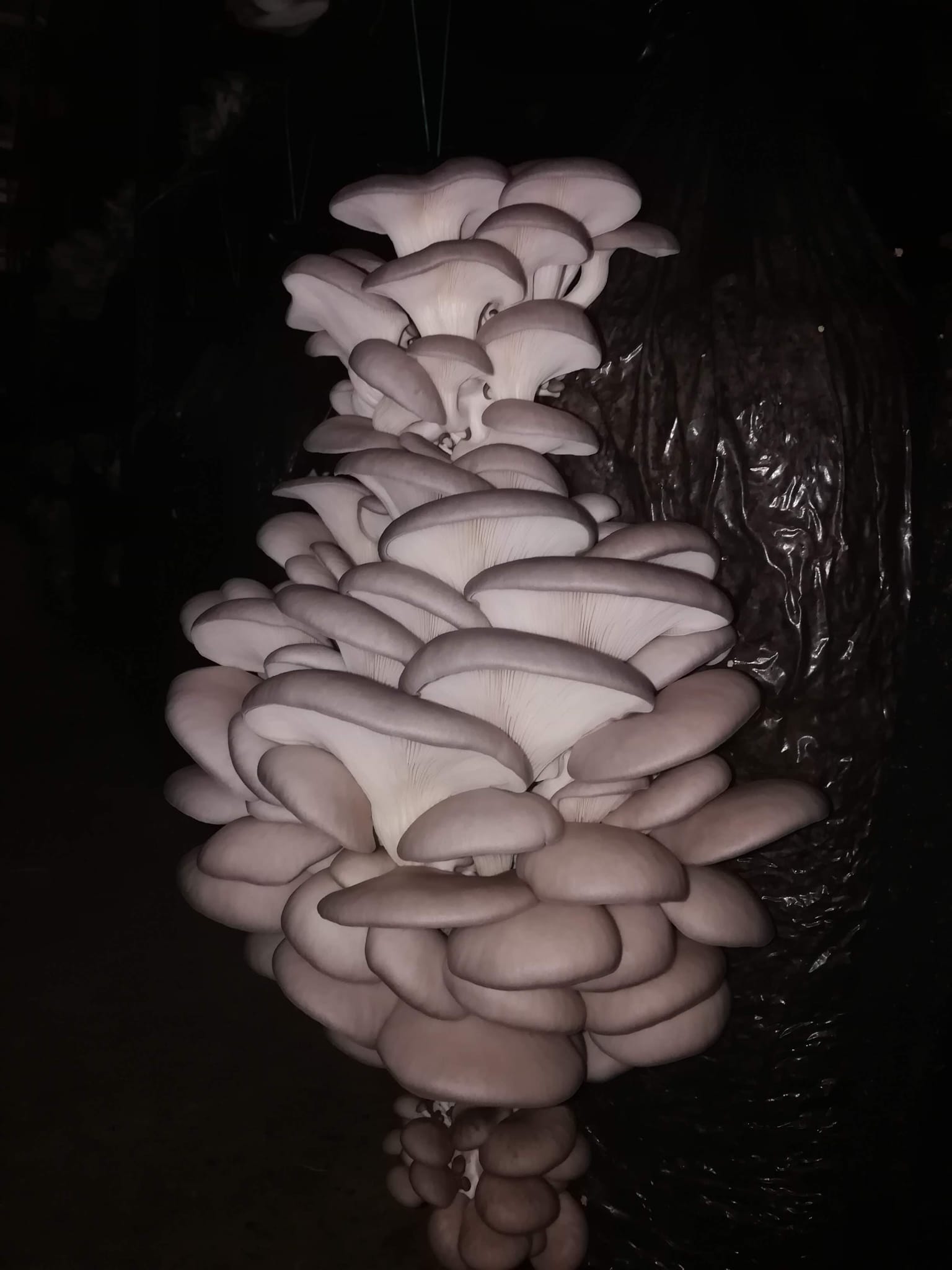 Türkiye’nin zengin mantar çeşitliliği, Selçuk Üniversitesi Fungaryumu’nda