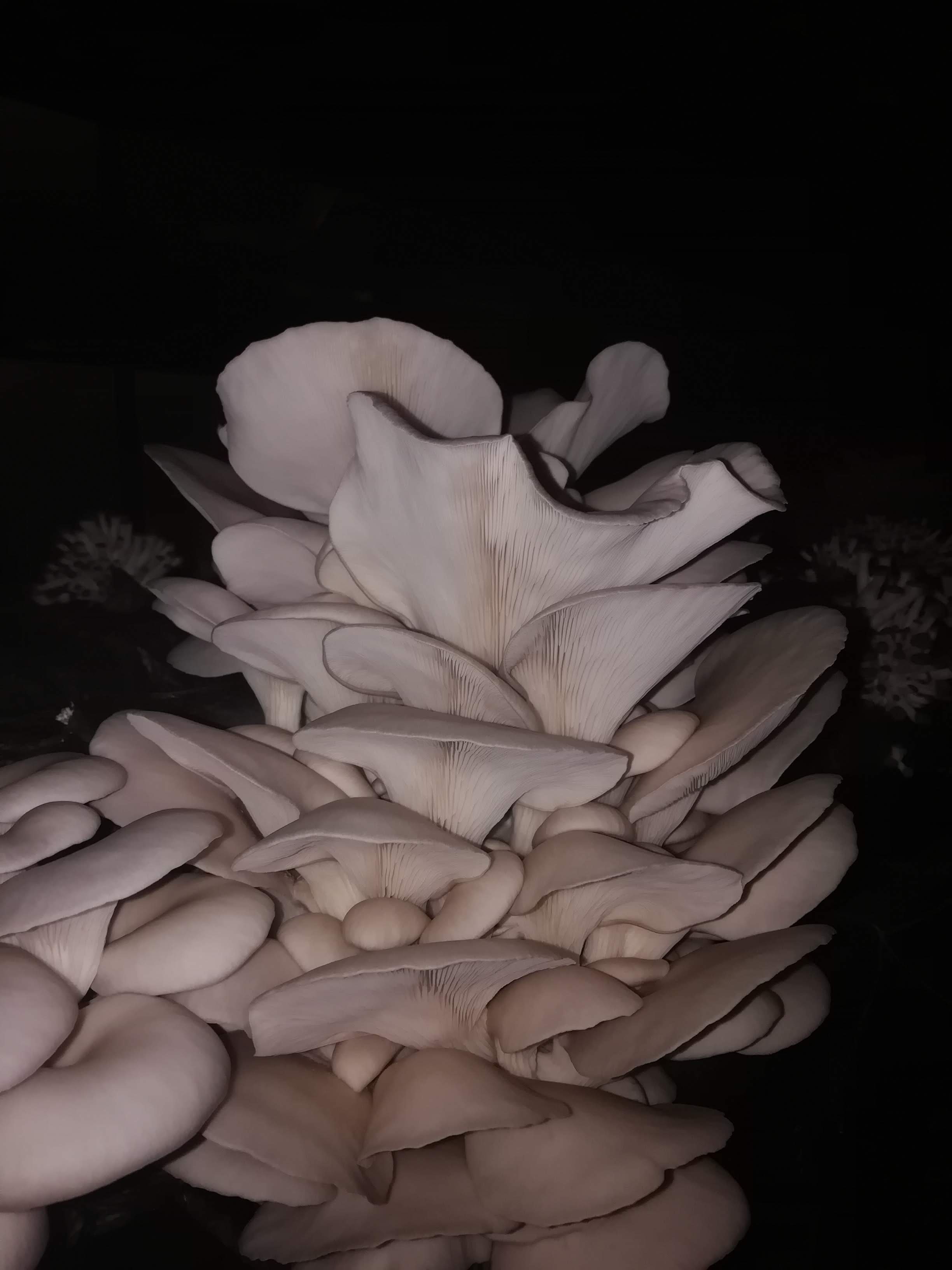 Türkiye’nin zengin mantar çeşitliliği, Selçuk Üniversitesi Fungaryumu’nda